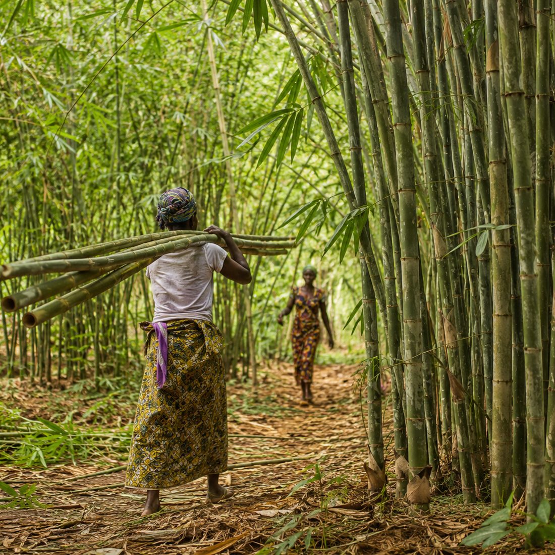 Women carrying freshly cut bamboo culms through a mature bamboo grove