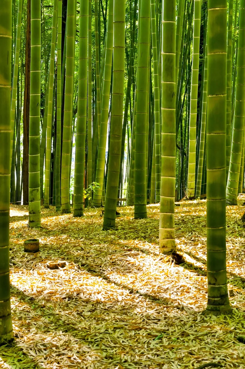 Lush green forest canopy absorbing carbon dioxide