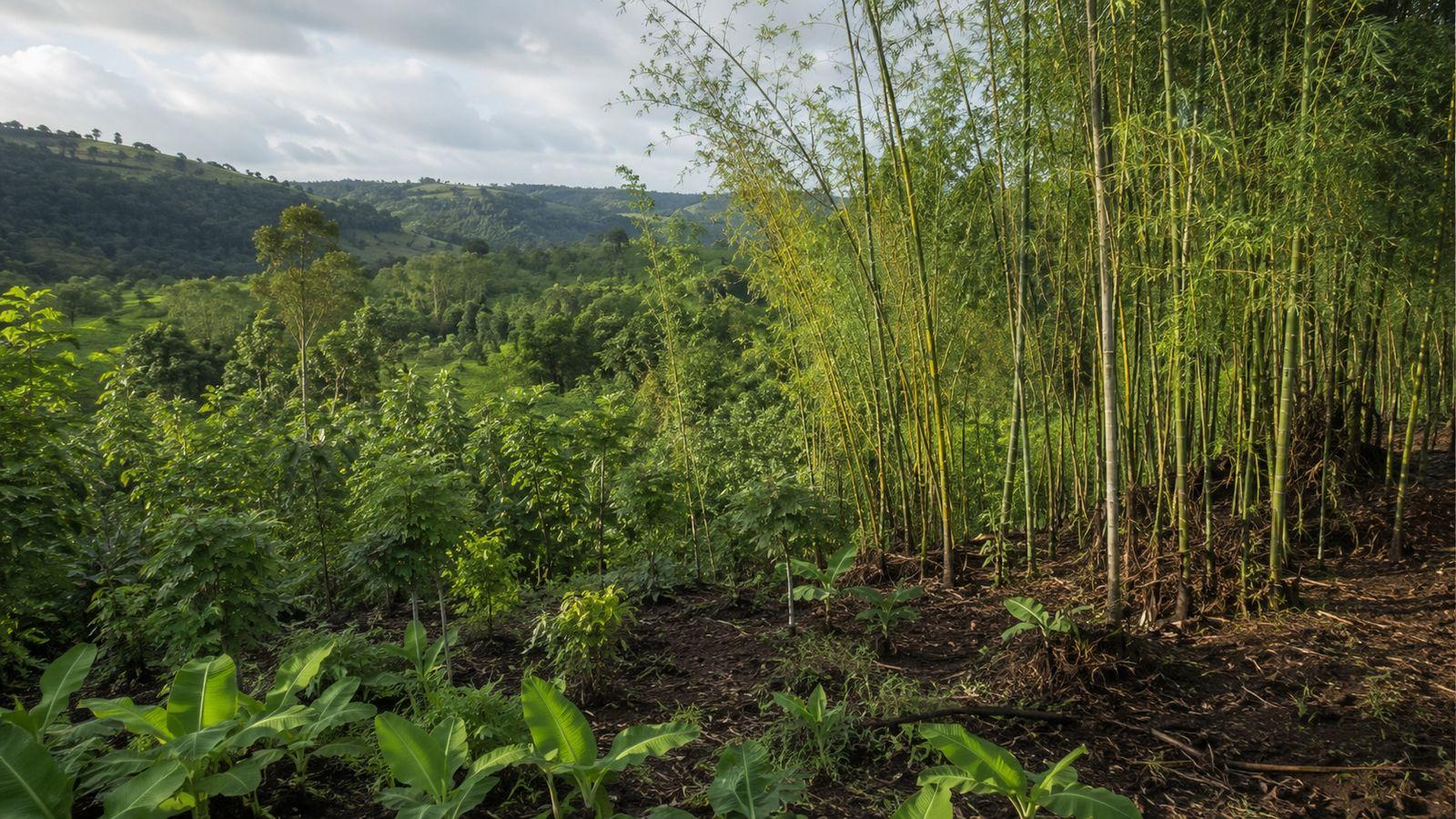 Forest restoration with bamboo—degraded land returning to life